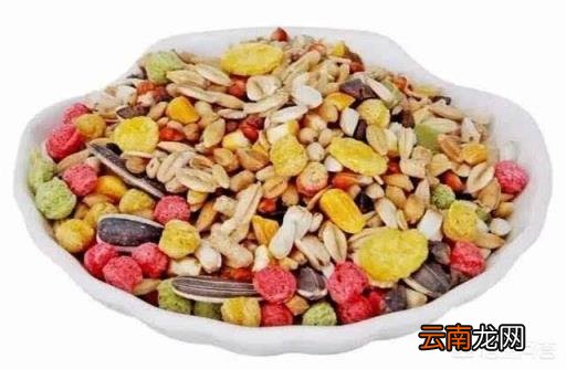 养仓鼠的注意事项 小仓鼠才到新家应该注意些什么？