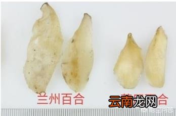 食用百合开什么样的花 如何分辩食用百合和药用百合？
