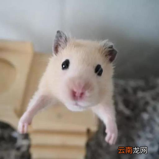 仓鼠怎么画 简笔画卡通小仓鼠的画法？