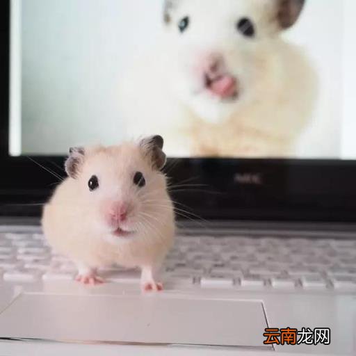 仓鼠怎么画 简笔画卡通小仓鼠的画法？