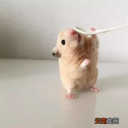 仓鼠怎么画 简笔画卡通小仓鼠的画法？