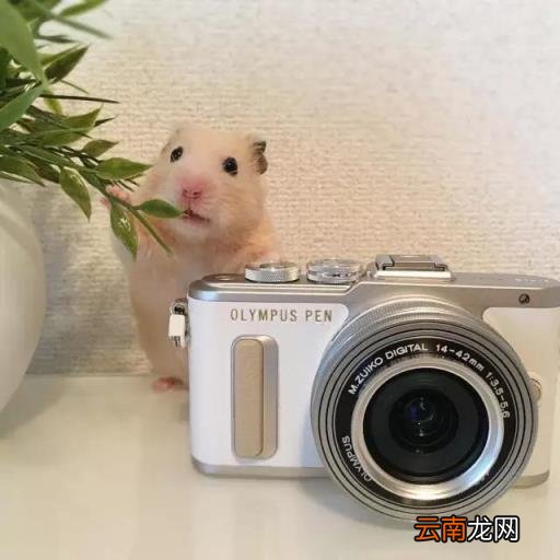 仓鼠怎么画 简笔画卡通小仓鼠的画法？