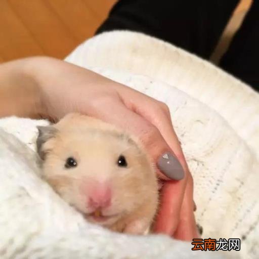 仓鼠怎么画 简笔画卡通小仓鼠的画法？