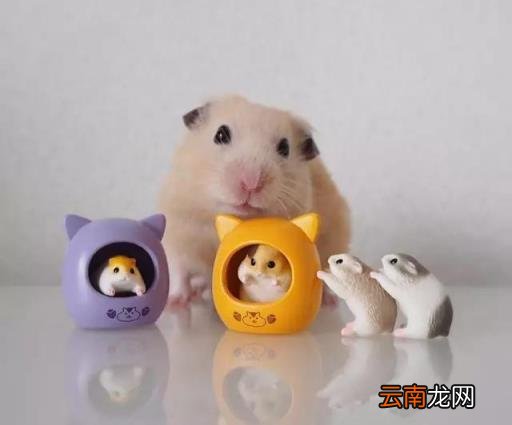 仓鼠怎么画 简笔画卡通小仓鼠的画法？