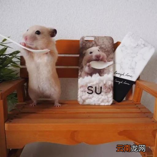 仓鼠怎么画 简笔画卡通小仓鼠的画法？