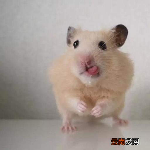 仓鼠怎么画 简笔画卡通小仓鼠的画法？