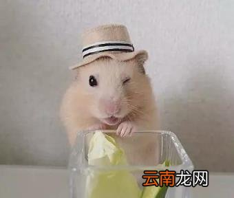仓鼠怎么画 简笔画卡通小仓鼠的画法？