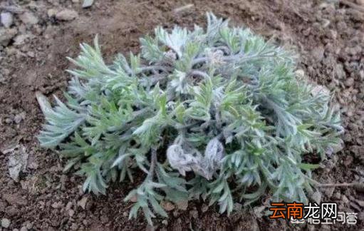 白蒿 白蒿泡水的功效与作用有哪些？