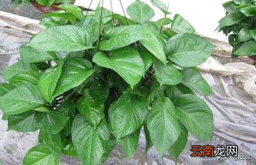 实体店绿萝多少钱一盆 绿萝多少钱一盆