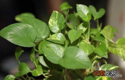 实体店绿萝多少钱一盆 绿萝多少钱一盆