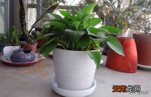 实体店绿萝多少钱一盆 绿萝多少钱一盆