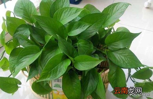 实体店绿萝多少钱一盆 绿萝多少钱一盆