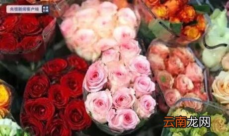 玫瑰花多少钱一支 花店里99朵玫瑰多少钱