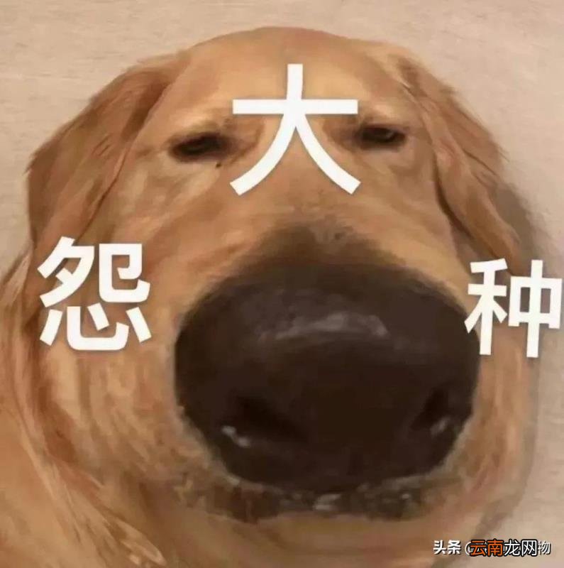 金毛狗多少钱一只 金毛狗价格