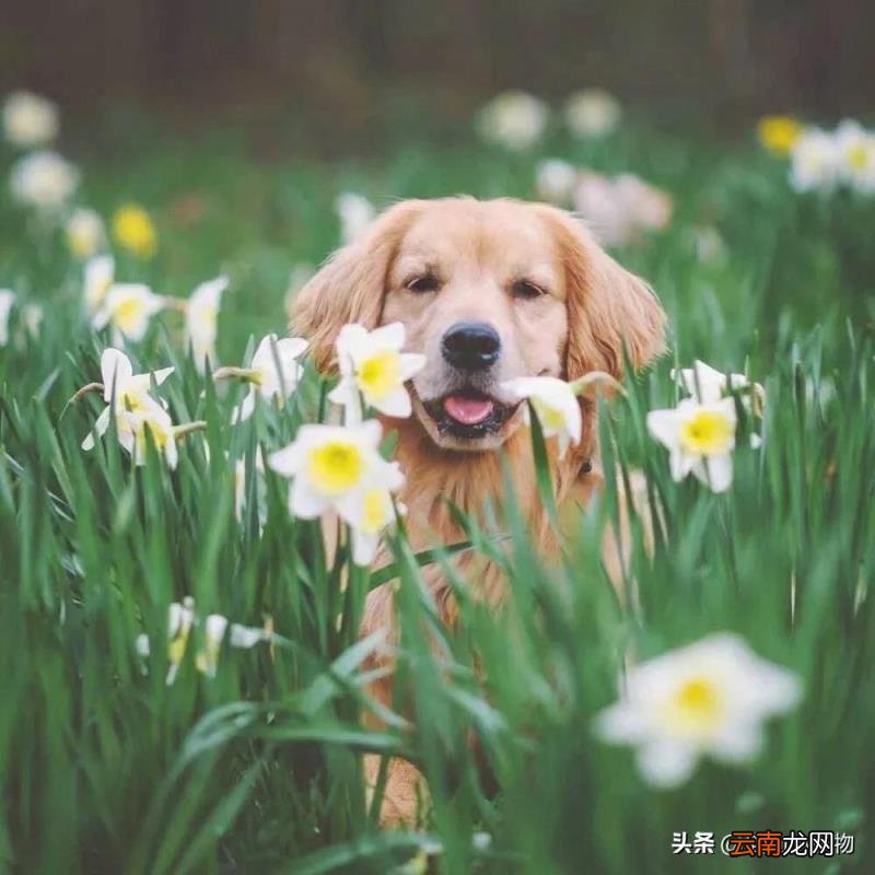 金毛狗多少钱一只 金毛狗价格
