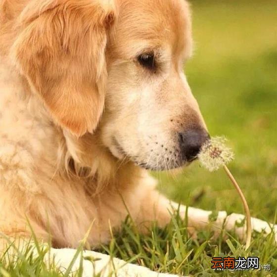 金毛狗多少钱一只 金毛狗价格