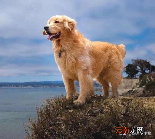 金毛狗多少钱一只 金毛狗价格