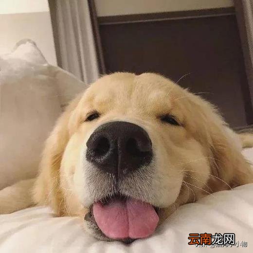 金毛狗多少钱一只 金毛狗价格