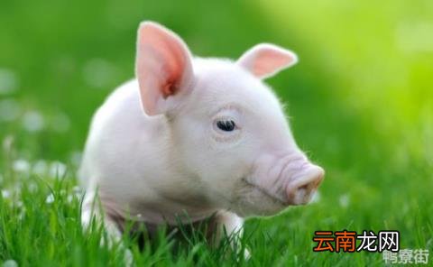 大富大贵猜一生肖是什么 大富大贵打一个动物