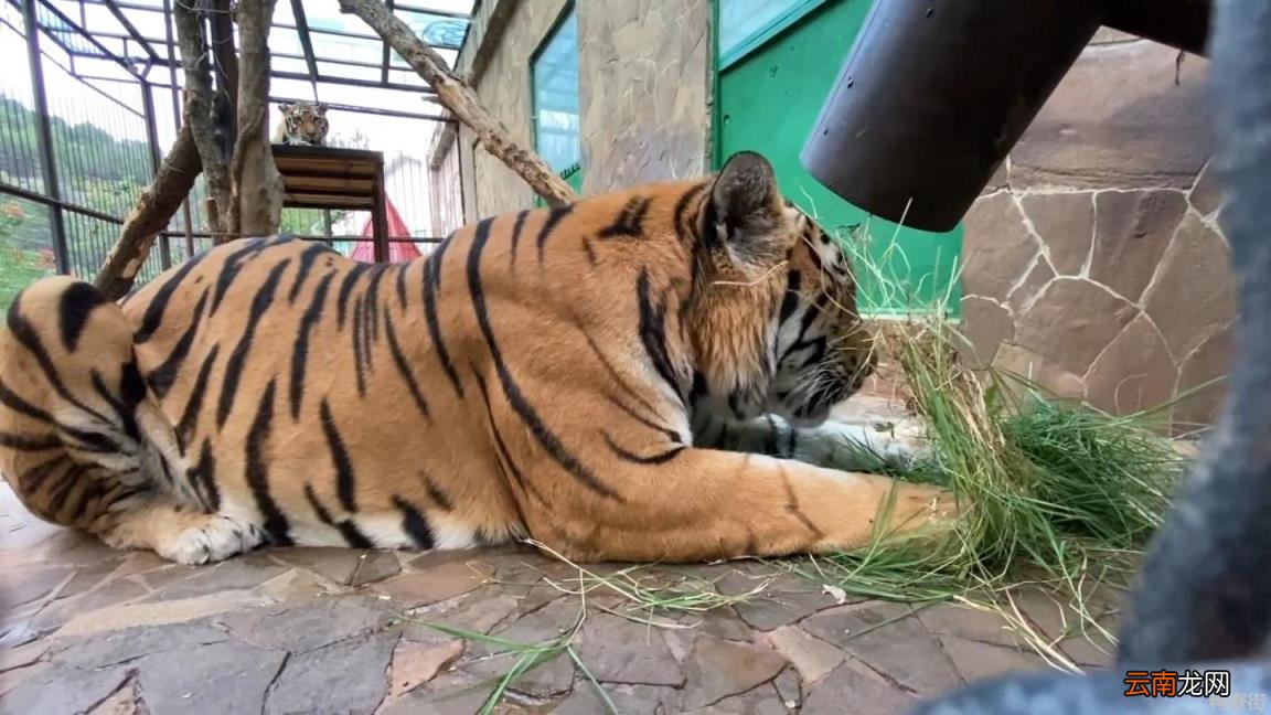 生肖虎几点出生最好 生肖虎哪时出生最好命