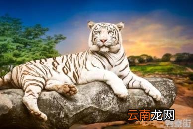 牛和虎的属相适合做夫妻吗 牛和鸡的属相适合做夫妻吗