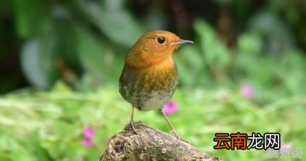属兔最忌讳什么 生肖兔的三合贵人