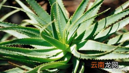 耐旱又好成活的果树 耐旱又好成活的花卉
