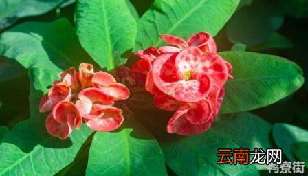 耐旱又好成活的果树 耐旱又好成活的花卉