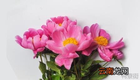 芍药花品种图片 芍药花的栽培和繁殖方法