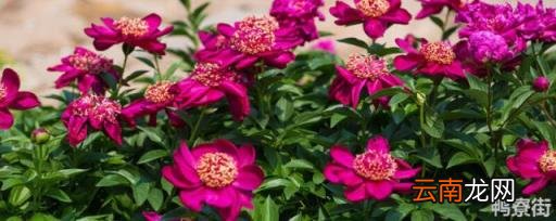 芍药花品种图片 芍药花的栽培和繁殖方法