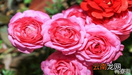 芍药花品种图片 芍药花的栽培和繁殖方法