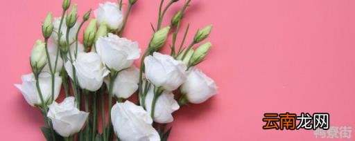 桔梗花怎么读 吉梗花和桔梗花花语