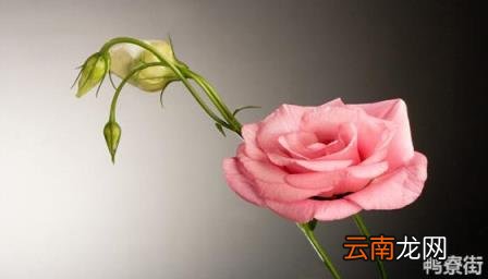 桔梗花怎么读 吉梗花和桔梗花花语