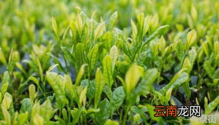 植物是如何保护土壤的?植物是如何保护土壤的实验