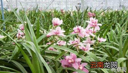 兰花开花吗 兰花开花的寓意和象征
