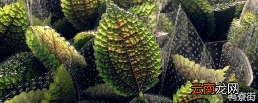 小叶冷水花花语 小叶冷水花怎么养