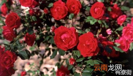 玫瑰有几种花型奥斯丁花型 奥斯丁是什么花