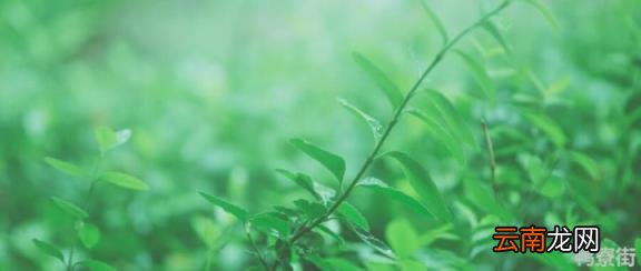 含羞草晚上叶子为什么会合起来