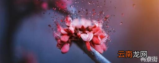 铃兰花 铃兰花语