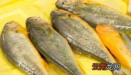 野生黄鱼的做法 野生黄鱼和养殖黄鱼的区别