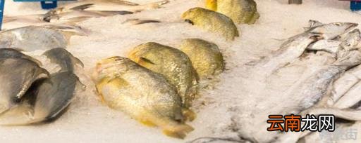 野生黄鱼的做法 野生黄鱼和养殖黄鱼的区别