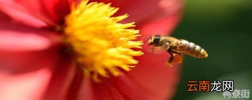 蜂王死了蜂群怎么办 蜂王死了蜂群是不是就解散了