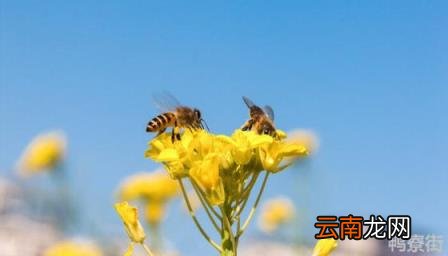蜂王死了蜂群怎么办 蜂王死了蜂群是不是就解散了