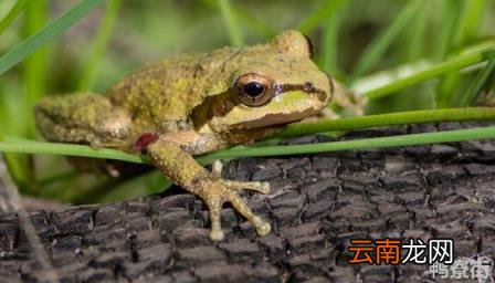 小龙虾为什么是生态杀手 牛蛙为什么是生态杀手