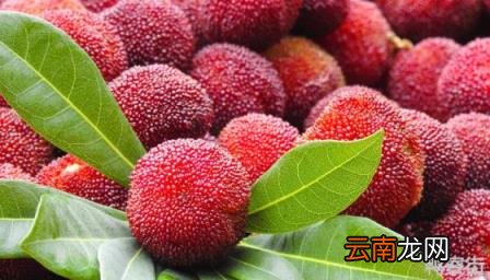硼肥在杨梅膨果时期能增加种子的饱满度吗