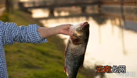 没有鳞片的鲤鱼能吃吗 没有鳞片的鲤鱼叫什么名字