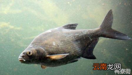 没有鳞片的鲤鱼能吃吗 没有鳞片的鲤鱼叫什么名字