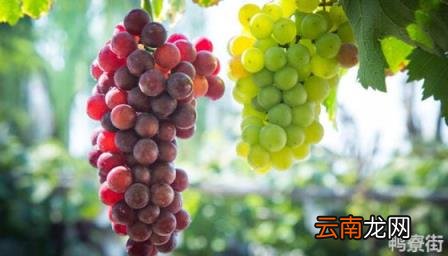 种葡萄时为何除瘪粒芭芭农场 种葡萄时为何除瘪粒