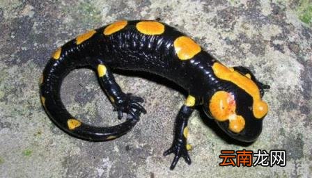 养六角蝾螈对人有危害吗 养蝾螈对人有危害吗