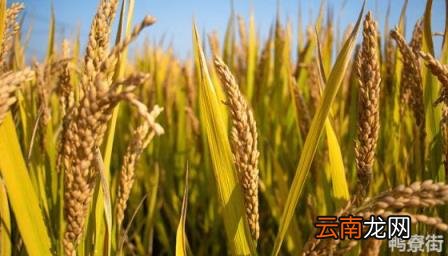 禾一年收割几次 南方水稻一年收割几次